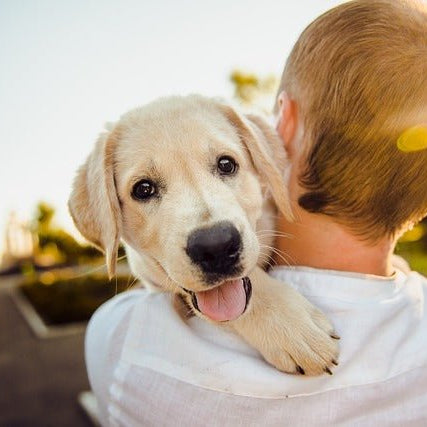 Paws and Packs: The Ultimate Guide to Pet Carriers for Your Adventurous Companion - More than a backpack